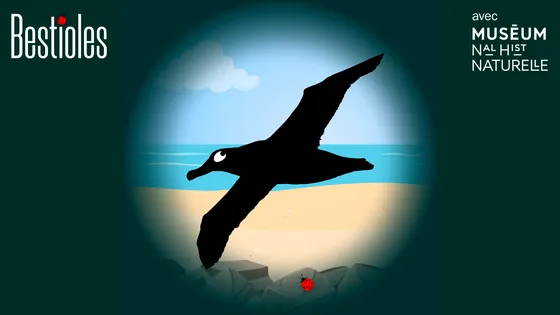 L'albatros