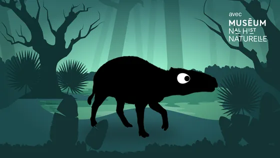 L'eurohippus